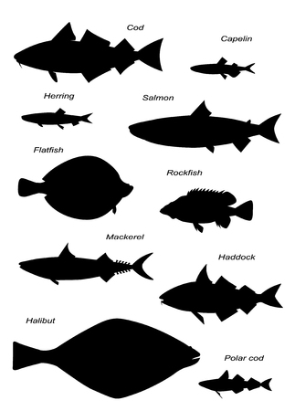 North Atlantic fish silhouettes (cod, halibut, haddock, salmon, rockfish, mackerel, etc.). Vector drawing images set.のイラスト素材