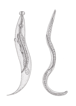 Human parasites. Nematodes Pinworm (left) and Trichinella (right). Hand drawing pen and pencil images.の写真素材