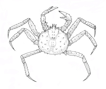 Red king crab. Hand drawing outline black and white image.の写真素材