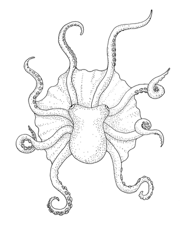 Octopus, black and white hand drawing sketch image.の写真素材