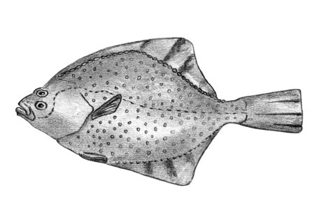 Starry flounder (Platichthys stellatus). Black and white hand drawing realistic image.
