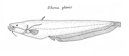 Wels catfish (Silurus glanis). European freshwater fish. Black and white hand drawing realistic...