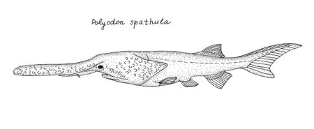 Paddlefish. Hand drawn black outline realistic illustration.