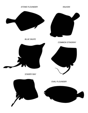 Flounders and rays. Black silhouettes with the names of fish species. Vector drawn silhouettes images collection.のイラスト素材