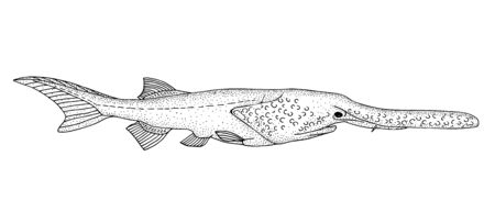 Paddlefish. Black hand drawing outline vector image.のイラスト素材