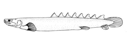 Polypterus. African freshwater fish. Black and white hand drawn vector illustration.のイラスト素材