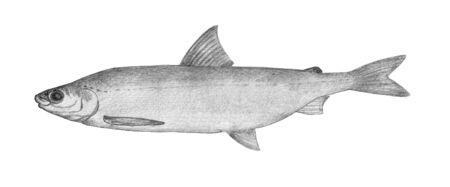 Whitefish. Hand drawn black pencil realistic illustration.の写真素材