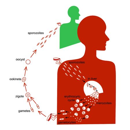 Malarian plasmodium life cycle. Human and mosquito. Vector hand drawing image.のイラスト素材
