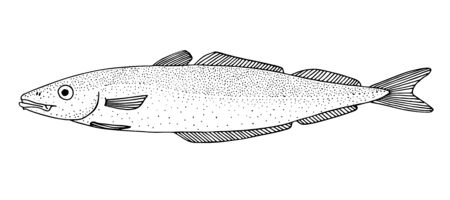 Saithe. Atlantic ocean fish. Black and white hand drawn vector illustration.のイラスト素材