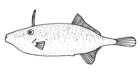 Triggerfish. Black hand drawn realistic outline vector image.
