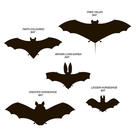 Bats. Vector black drawing silhouette image set.のイラスト素材