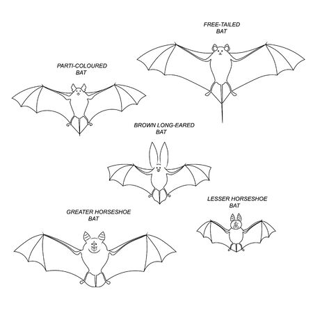 Bats. Vector black drawing outline image set.のイラスト素材