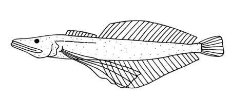 Little Baikal oilfish. Black hand drawn realistic outline vector image.のイラスト素材