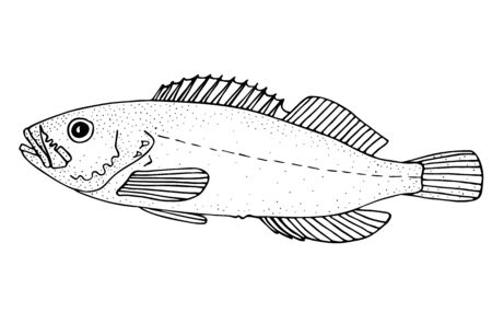 Korean rockfish. Black hand drawn realistic outline vector image.のイラスト素材