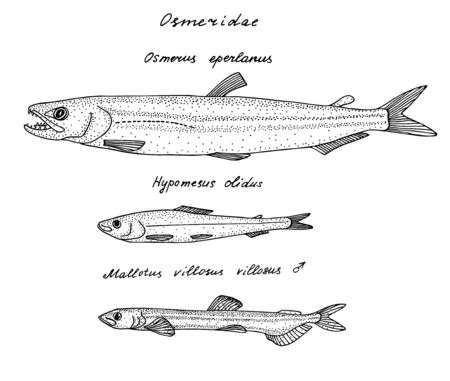 Smelts. Black hand drawn realistic outline vector image.のイラスト素材