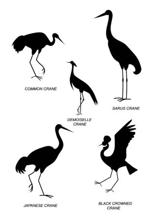 Five different species of cranes (demoiselle, common, Japanese, black crowned, sarus crane) with text names. Vector color image silhouette collection.のイラスト素材