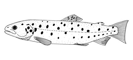 Sevan trout. Hand drawn realistic black line illustration.のイラスト素材