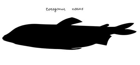 Broad whitefish. Hand drawn realistic black silhouette illustration.のイラスト素材