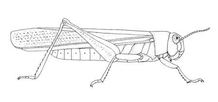Locust. Hand drawn black realistic outline vector illustration.のイラスト素材