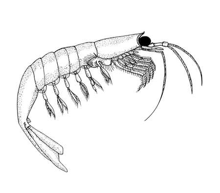 Krill. Hand drawn black vector pen realistic illustration.のイラスト素材