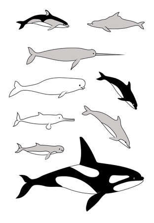 Marine mammals. Vector black drawing silhouette image set.のイラスト素材