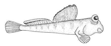 Mudskipper (Periophthalmus). . Hand drawn realistic black line illustration.のイラスト素材