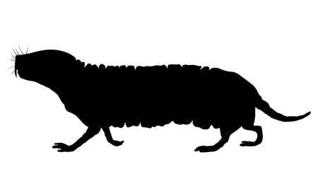 Naked mole rat. Black drawing silhouette image.のイラスト素材