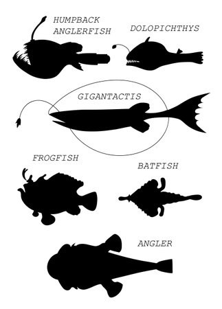 Deep-sea fishs. Black silhouette vector illustratuin collection.のイラスト素材