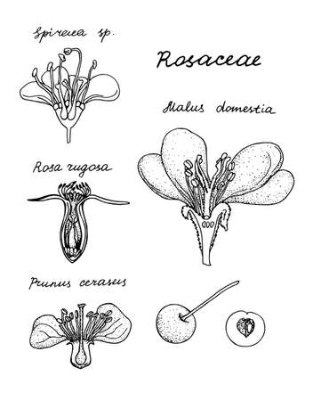 Rosaceae. Hand drawn black realistic outline vector illustration.のイラスト素材