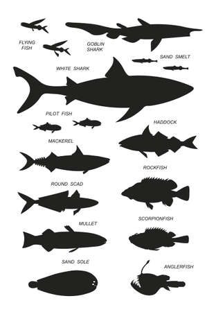 Ocean sharks with names. Vector black silhouette image.のイラスト素材