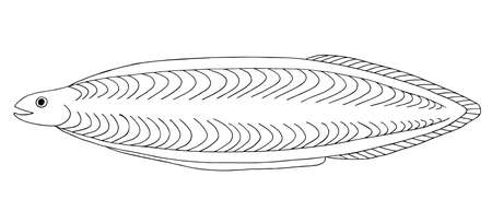 Leptocephalus. Hand drawn realistic black line illustration.のイラスト素材