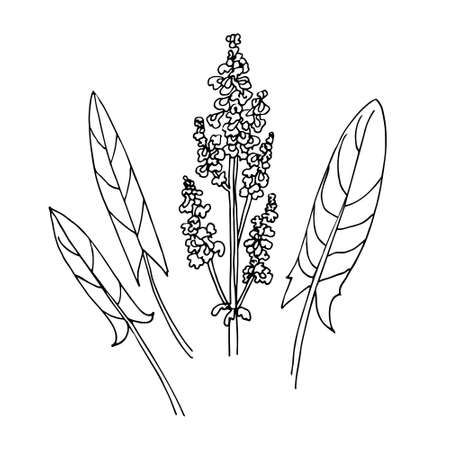 Sorrel flowers and leaves. Hand drawn black outline vector illustration.のイラスト素材