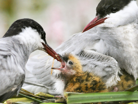 The Whiskered Tern  Chlidonias hybrida   Birds feed chicksの写真素材