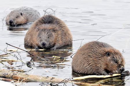 Beavers are chewing on branches on the riverの写真素材