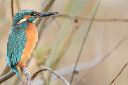 Kingfisher also known as Eurasian Kingfisher, or River Kingfisher  He is hunting fishの写真素材