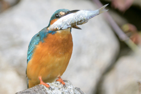 Kingfisher also known as Eurasian Kingfisher, or River Kingfisher  He caught the bleak fish の写真素材