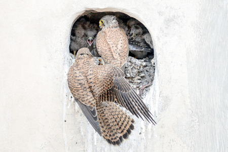 Nest of common kestrel  in the wall of a building  Scene from the life of birds in the city  Feeding young の写真素材