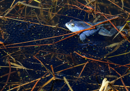 The moor frog  The male specimen can be coloured blue for a small period of two or three days a year の写真素材