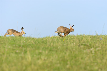 Hares on the meadow の写真素材