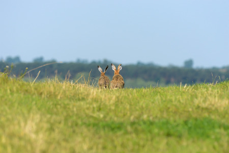 Hares on the meadow の写真素材