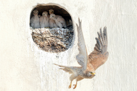 Nest of common kestrel  in the wall of a building  Scene from the life of birds in the city  Feeding young の写真素材