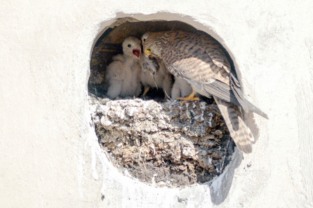 Nest of common kestrel  in the wall of a building  Scene from the life of birds in the city  Feeding young  The mother caught the ratの写真素材