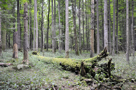 Poland  Bialowieza national park の写真素材