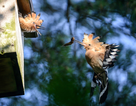 The Hoopoe  The parent is feeding young with insect の写真素材