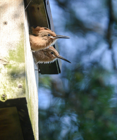 The Hoopoe  The parent is feeding young with insect の写真素材