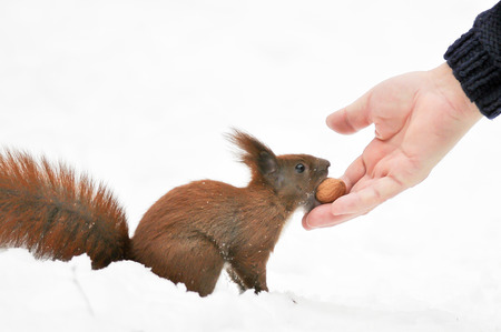 Squirrel takes a nut  Fot  Piotr Kamionka