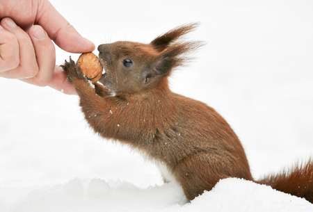 Squirrel takes a nut  Fot  Piotr Kamionkaの写真素材