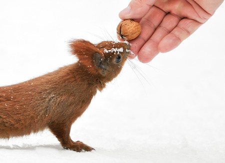 Squirrel takes a nut  Fot  Piotr Kamionkaの写真素材