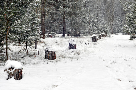 Winter  Trees cut down by the beaverの写真素材
