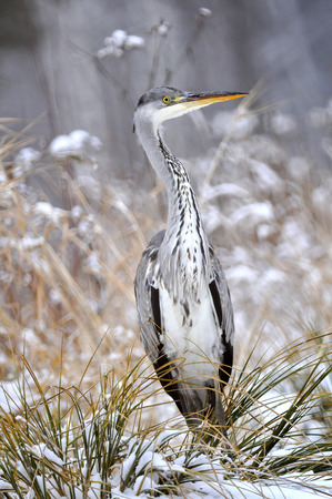 The grey heron on the river is hunting fish の写真素材